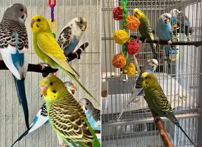 “Volevano accoppiarsi senza limiti e gliel’ha permesso”: ci sono troppi pappagallini e non si sa dove metterli, l’appello degli animalisti per trovargli una casa