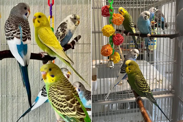 “Volevano accoppiarsi senza limiti e gliel’ha permesso”: ci sono troppi pappagallini e non si sa dove metterli, l’appello degli animalisti per trovargli una casa