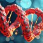 Copertina di Il paradosso del cervello: per crescere sani i neuroni spezzano il proprio Dna e poi lo riparano in tempi record