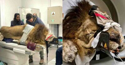 Copertina di “Un paziente davvero speciale, addirittura regale”: un leone arriva in ospedale per una Tac – IL VIDEO