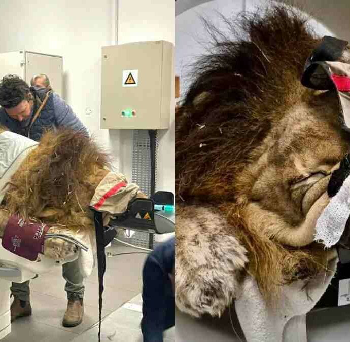 “Un paziente davvero speciale, addirittura regale”: un leone arriva in ospedale per una Tac – IL VIDEO