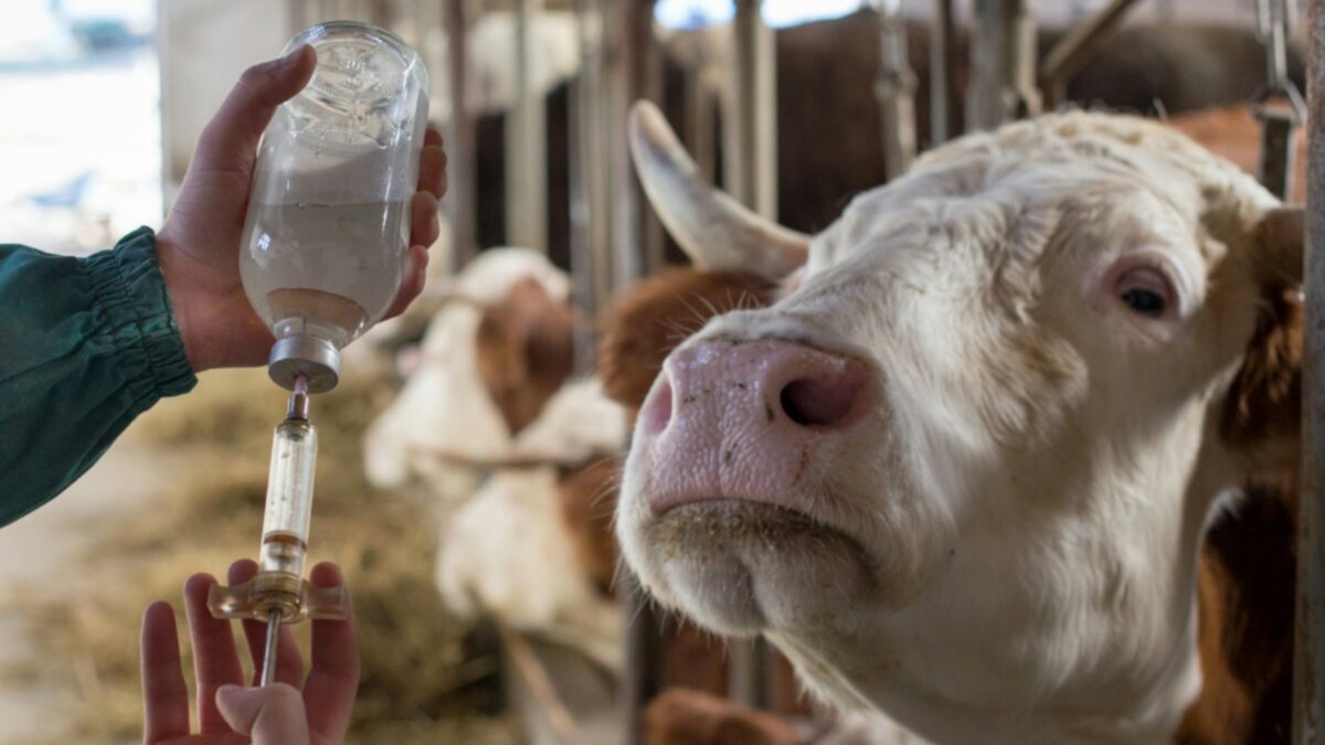 The Rise of Anti-Vax Sentiment in Veterinary Medicine: Risks and Realities