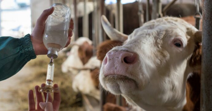 Dal cane con la rabbia alla dermatite bovina:  fronda no-vax  per gli animali