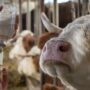 Copertina di Dal cane con la rabbia alla dermatite bovina:  fronda no-vax  per gli animali