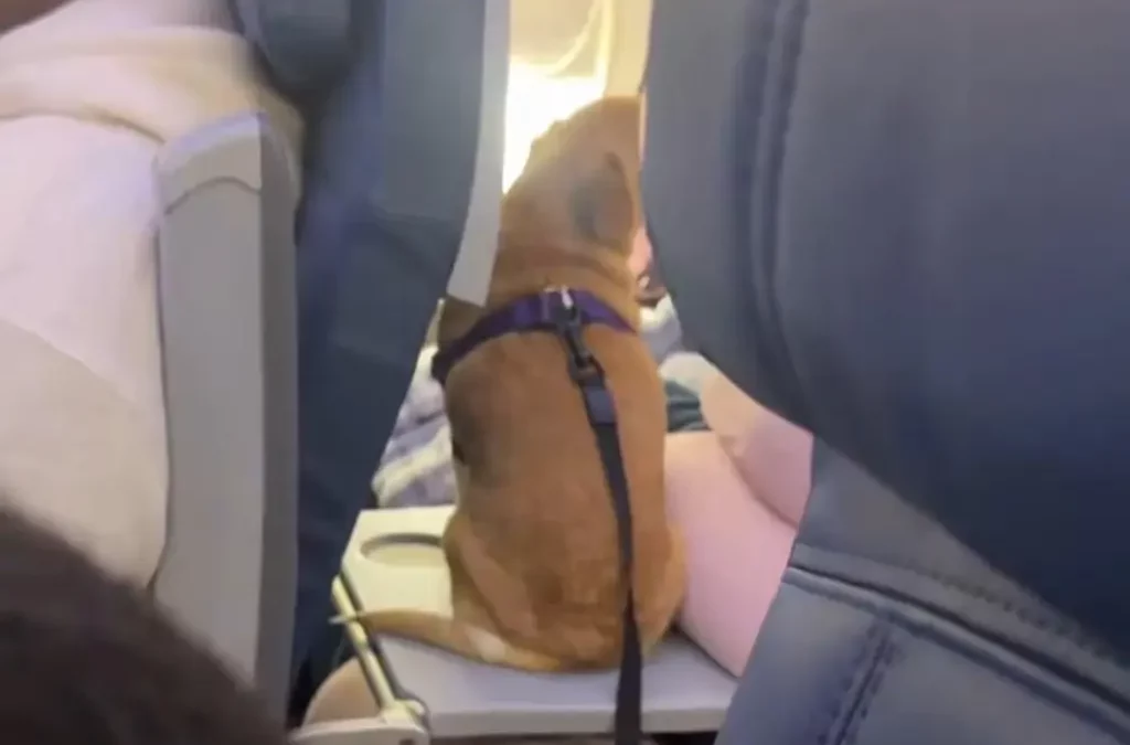 “Amo i cani, ma questo è totalmente inaccettabile. Disgustoso”: l’immagine di un cagnetto seduto sul tavolino dell’aereo è virale, scoppia la polemica