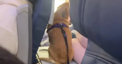 Copertina di “Amo i cani, ma questo è totalmente inaccettabile. Disgustoso”: l’immagine di un cagnetto seduto sul tavolino dell’aereo è virale, scoppia la polemica