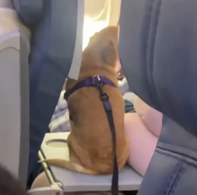 “Amo i cani, ma questo è totalmente inaccettabile. Disgustoso”: l’immagine di un cagnetto seduto sul tavolino dell’aereo è virale, scoppia la polemica
