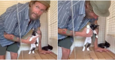 Copertina di “Questi gattini mitici sono stati abbandonati in strada. Se c’è qualche anima gentile che ha voglia di occuparsene. Non abbandonate gli animali”: l’appello di Jovanotti – IL VIDEO