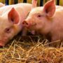 Copertina di Peste suina africana, primo caso in un allevamento in Toscana: scatta l’allarme a Comano