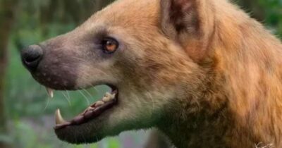 Copertina di Scoperti i resti del “cane-orso”, il temibile predatore scomparso 16 milioni di anni fa: il ritrovamento degli archeologi in Catalogna