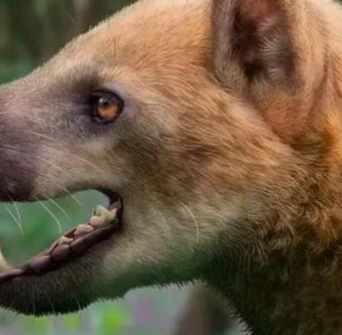 Scoperti i resti del “cane-orso”, il temibile predatore scomparso 16 milioni di anni fa: il ritrovamento degli archeologi in Catalogna