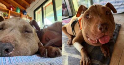 Copertina di “È morta nel suo vero regno, quello del mio cuore”: addio a Palla, la cagnolina diventata simbolo di tutti i cani seviziati e maltrattati
