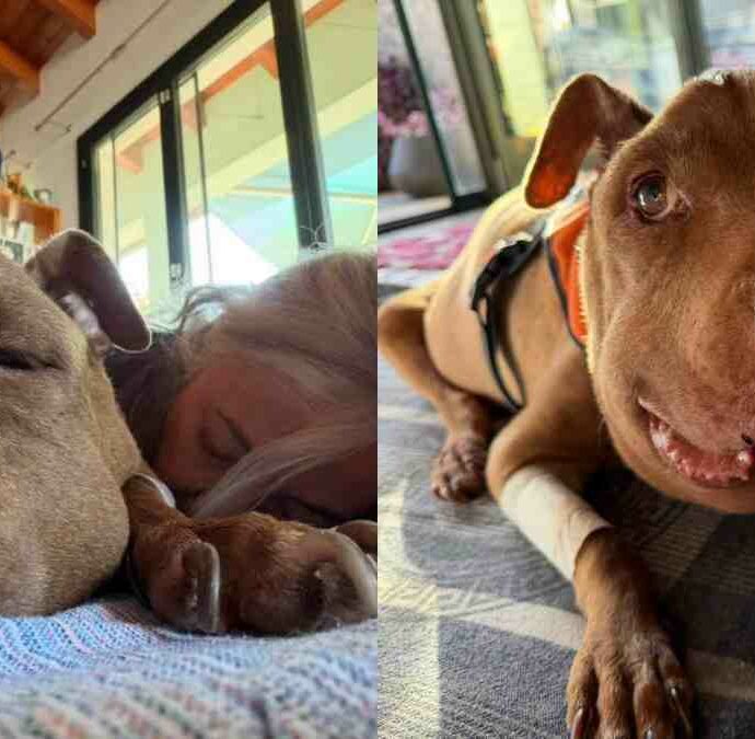 “È morta nel suo vero regno, quello del mio cuore”: addio a Palla, la cagnolina diventata simbolo di tutti i cani seviziati e maltrattati