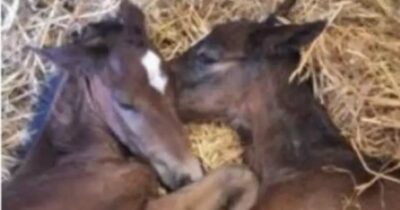 Copertina di “La probabilità è dell’1%”: sono nati due puledri gemelli, il caso rarissimo in Toscana