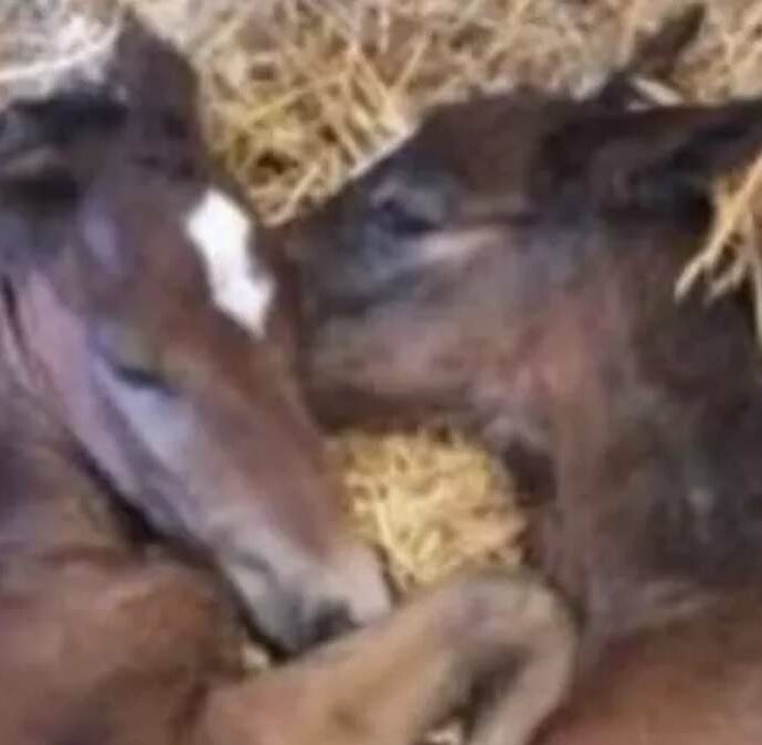 “La probabilità è dell’1%”: sono nati due puledri gemelli, il caso rarissimo in Toscana