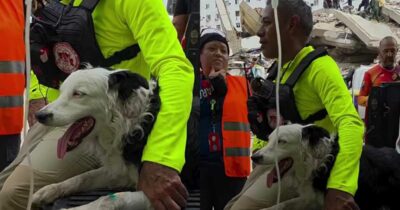 Copertina di La cagnolina Tsunami è il simbolo del terremoto in Venezuela: con il suo fiuto ha aiutato a individuare quasi 100 persone sotto le macerie