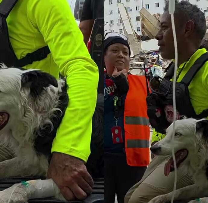 La cagnolina Tsunami è il simbolo del terremoto in Venezuela: con il suo fiuto ha aiutato a individuare quasi 100 persone sotto le macerie