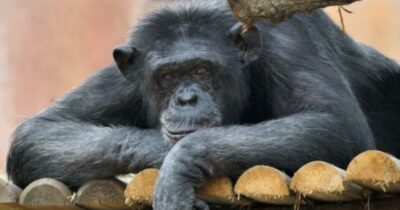 Copertina di È morta Susy, la storica scimpanzé del Bioparco ha avuto un infarto: “Era una pacificatrice, capace di stemperare le tensioni”