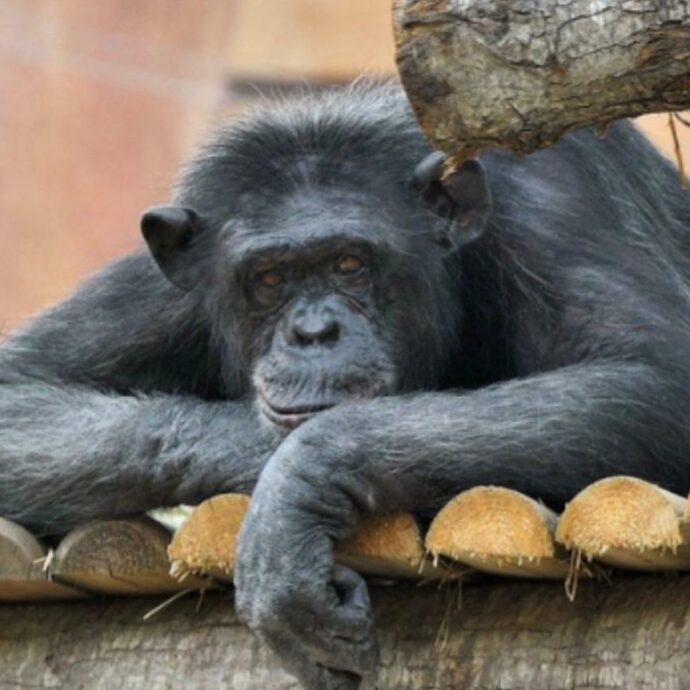 È morta Susy, la storica scimpanzé del Bioparco ha avuto un infarto: “Era una pacificatrice, capace di stemperare le tensioni”