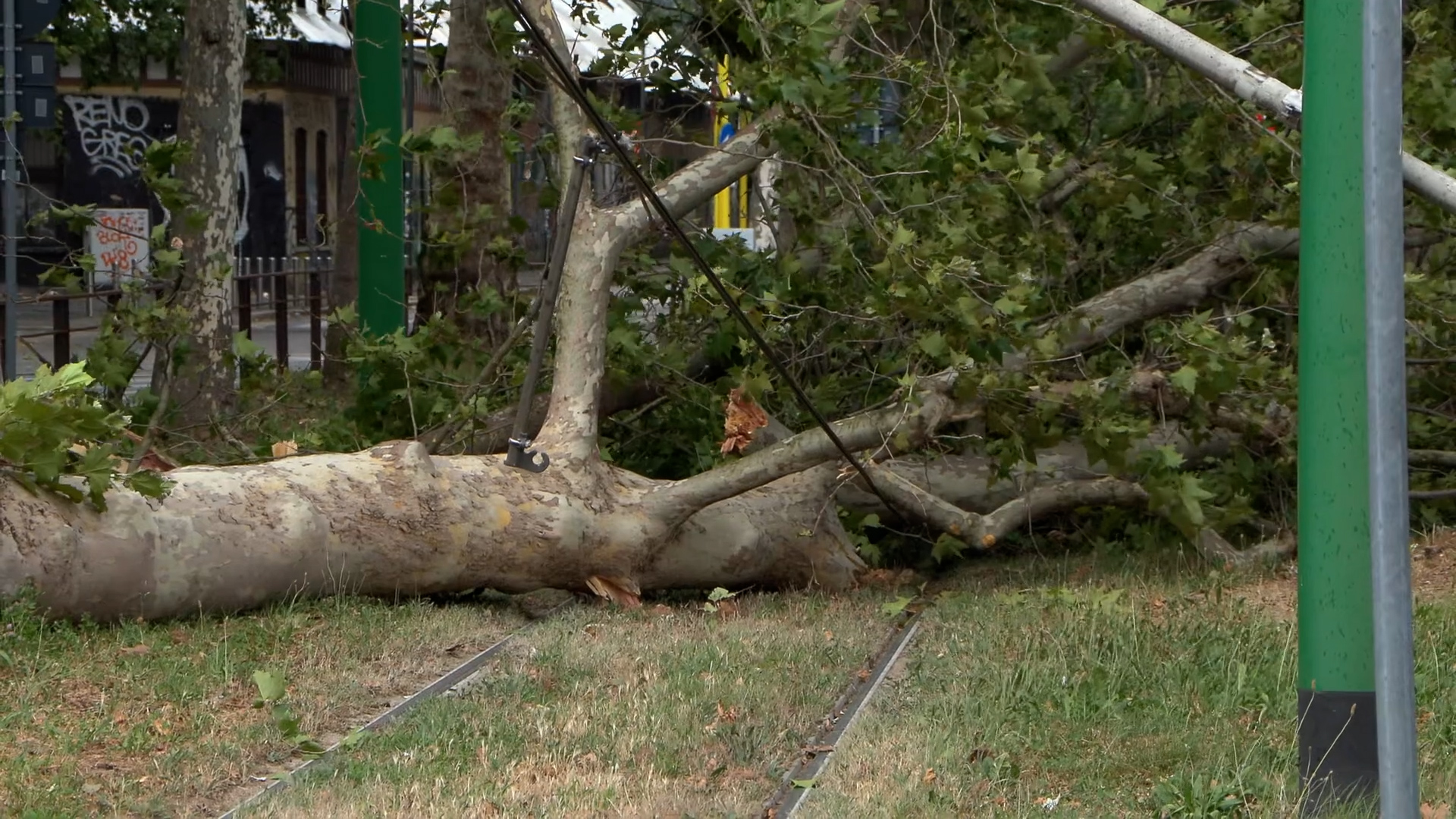 vento forte e pioggia decine di interventi dei vigili del fuoco a milano piante sradicate e alberi caduti sui binari del tram 8211 video da Ilfattoquotidiano.it vento forte e pioggia decine di interventi dei vigili del fuoco a milano piante sradicate e alberi caduti sui binari del tram 8211 video