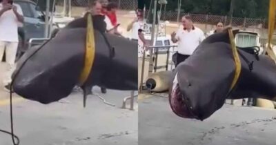 Copertina di Uno squalo di quattro metri trovato morto sulla spiaggia di Follonica: mistero sulle cause del decesso
