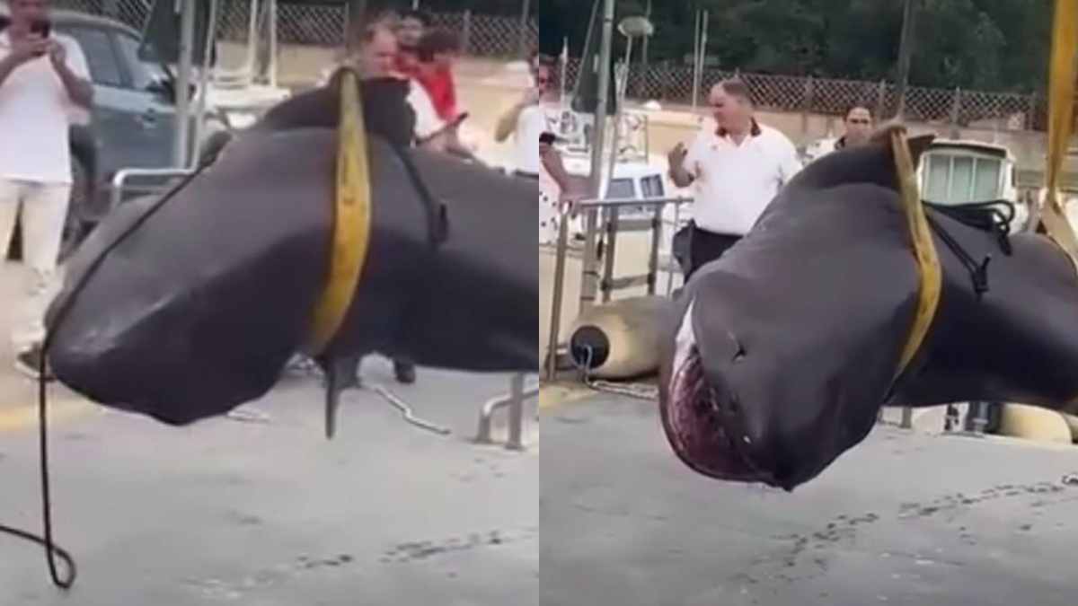 uno squalo di quattro metri trovato morto sulla spiaggia di follonica mistero sulle cause del decesso da Ilfattoquotidiano.it uno squalo di quattro metri trovato morto sulla spiaggia di follonica mistero sulle cause del decesso