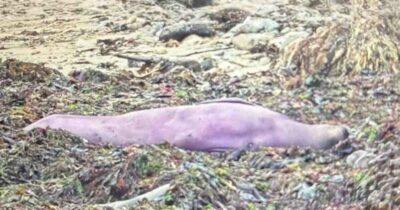 Copertina di “Non è una foto fatta con l’AI, è tutto vero. Ecco perché ha quel colore”: scoperto un elefante marino dal manto viola, il ‘mistero’ risolto dagli scienziati
