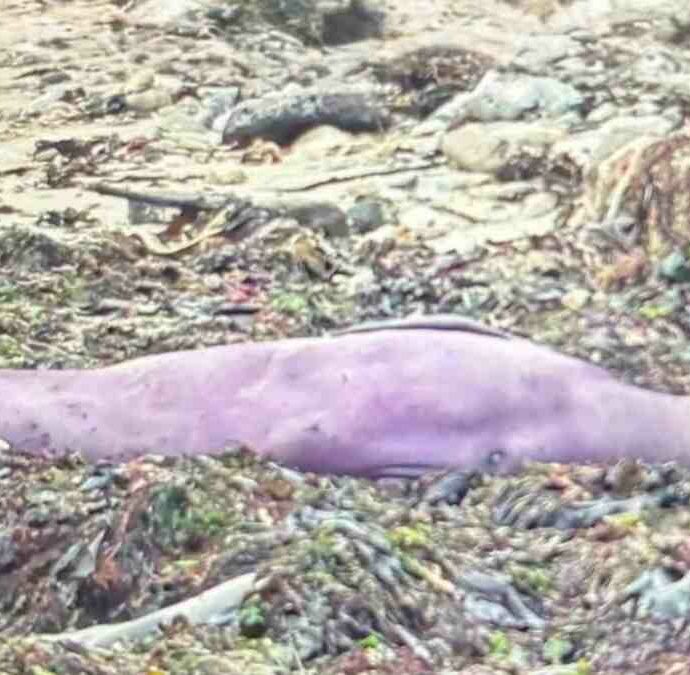 “Non è una foto fatta con l’AI, è tutto vero. Ecco perché ha quel colore”: scoperto un elefante marino dal manto viola, il ‘mistero’ risolto dagli scienziati