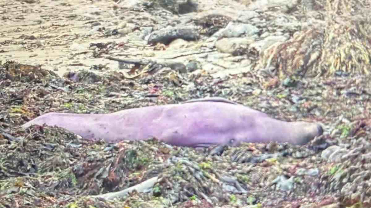 non 232 una foto fatta con l8217ai 232 tutto vero ecco perch233 ha quel colore scoperto un elefante marino dal manto viola il 8216mistero8217 risolto dagli scienziati da Ilfattoquotidiano.it non 232 una foto fatta con l8217ai 232 tutto vero ecco perch233 ha quel colore scoperto un elefante marino dal manto viola il 8216mistero8217 risolto dagli scienziati