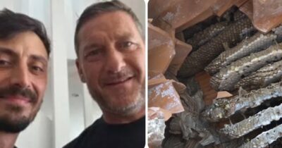 Copertina di Nido di oltre 2mila vespe germaniche nella casa di Francesco Totti e Noemi Bocchi: il sopralluogo del disinfestatore e la rimozione della colonia