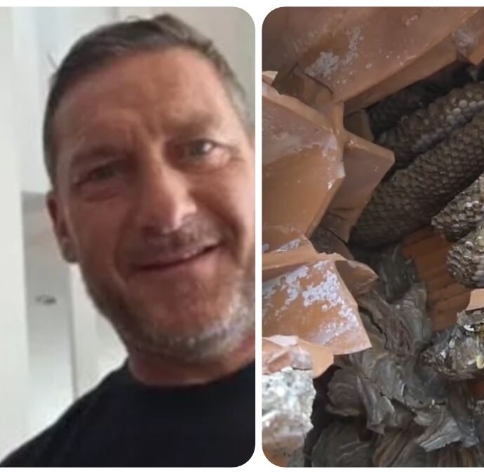 Nido di oltre 2mila vespe germaniche nella casa di Francesco Totti e Noemi Bocchi: il sopralluogo del disinfestatore e la rimozione della colonia