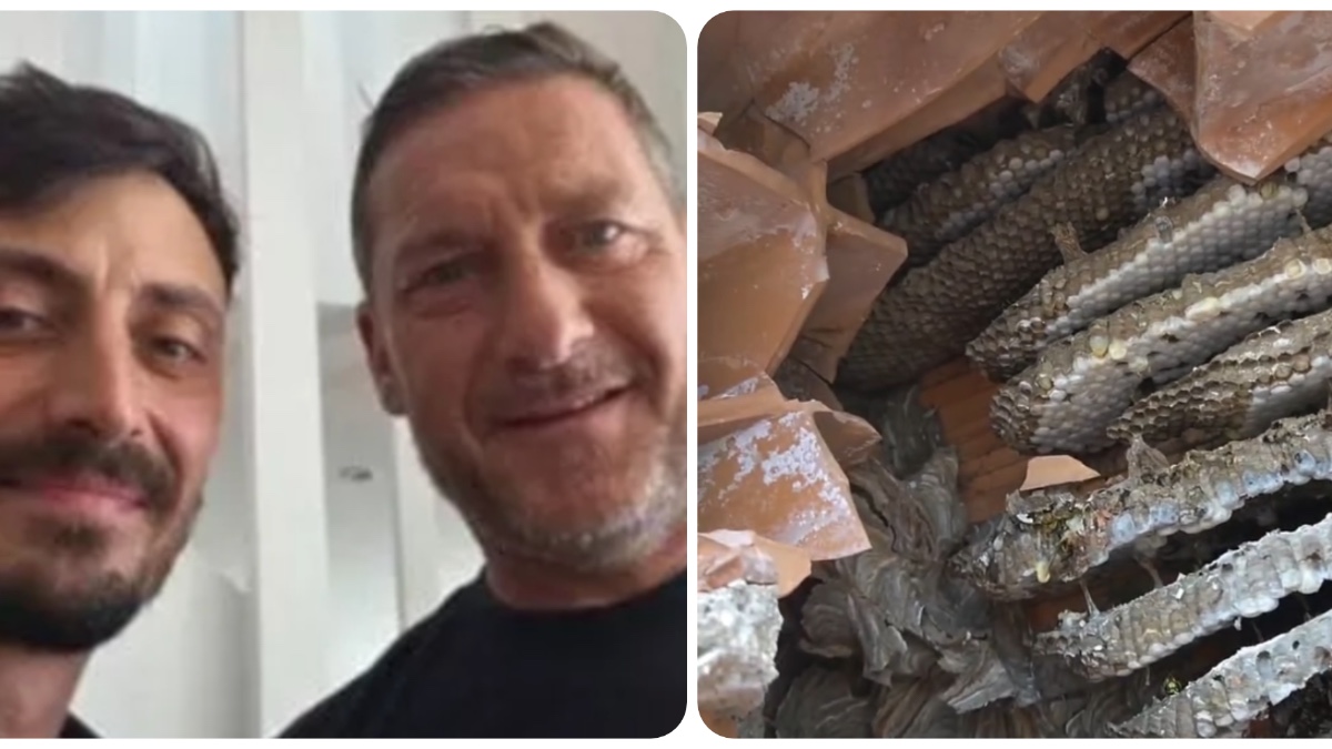 nido di oltre 2mila vespe germaniche nella casa di francesco totti e noemi bocchi il sopralluogo del disinfestatore e la rimozione della colonia da Ilfattoquotidiano.it nido di oltre 2mila vespe germaniche nella casa di francesco totti e noemi bocchi il sopralluogo del disinfestatore e la rimozione della colonia