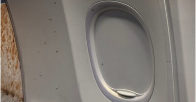 Copertina di “Una ragazza ha detto di essere allergica, la situazione si sarebbe potuta trasformare in tragedia”: il volo Ryanair Malpensa-Alicante è invaso dalle zanzare, piloti costretti ad annullare la partenza