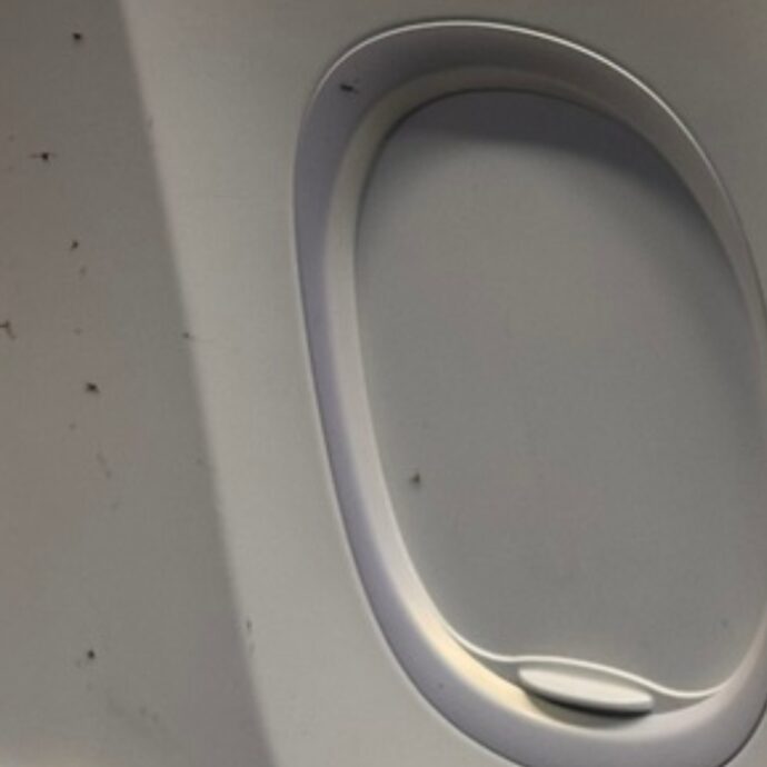 “Una ragazza ha detto di essere allergica, la situazione si sarebbe potuta trasformare in tragedia”: il volo Ryanair Malpensa-Alicante è invaso dalle zanzare, piloti costretti ad annullare la partenza