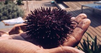Copertina di La Regione Puglia estende il fermo pesca dei ricci di mare. L’Arpa: “Limiti estremi di sfruttamento, faticano a ripopolarsi”