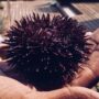 Copertina di La Puglia estende il fermo pesca dei ricci di mare. L’Arpa: “Limiti estremi di sfruttamento, faticano a ripopolarsi”