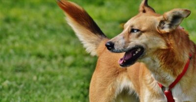 Copertina di “Fotografie troppo cruente per essere pubblicate”: la BBC racconta la strage di centinaia di cani in Etiopia, “abitanti costretti a uccidere anche quelli vaccinati”