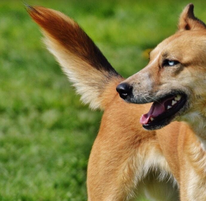 “Fotografie troppo cruente per essere pubblicate”: la BBC racconta la strage di centinaia di cani in Etiopia, “abitanti costretti a uccidere anche quelli vaccinati”