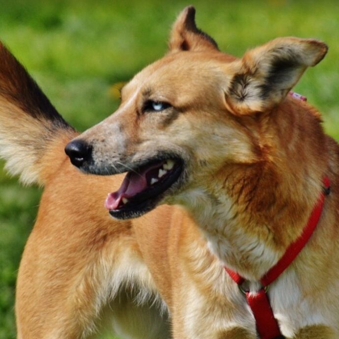Un graffio “di niente” da un cane randagio in spiaggia: quattro mesi dopo Yvonne Ford è morta. La diagnosi arriva solo grazie a uno psichiatra