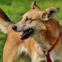 Copertina di Il segreto è nelle consonanti: così i cani distinguono le parole come gli esseri umani
