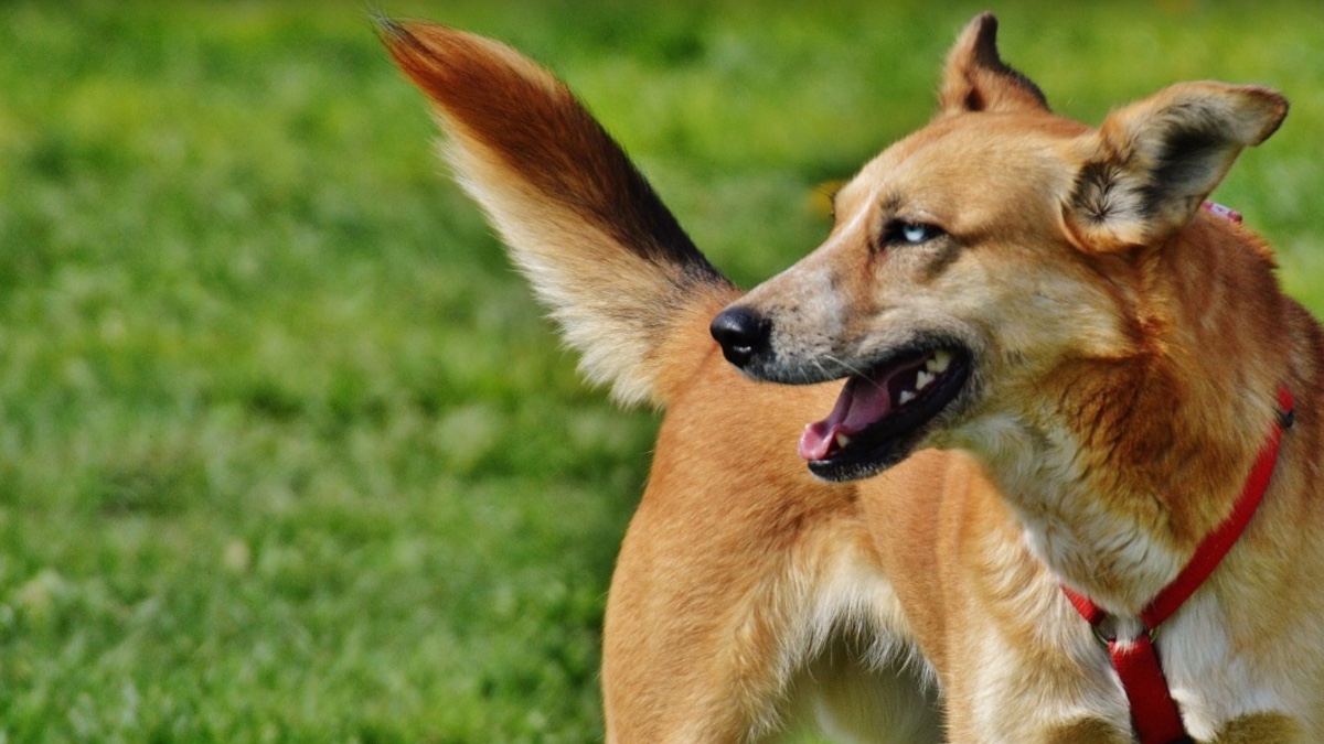 fotografie troppo cruente per essere pubblicate la bbc racconta la strage di centinaia di cani in etiopia abitanti costretti a uccidere anche quelli vaccinati da Ilfattoquotidiano.it fotografie troppo cruente per essere pubblicate la bbc racconta la strage di centinaia di cani in etiopia abitanti costretti a uccidere anche quelli vaccinati
