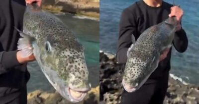 Copertina di “Se uno di loro ti morde ti stacca un dito. Non lasciano nulla dietro di se”: è allarme per il pesce palla velenoso Lagocephalus sceleratus, il nuovo incubo del Mediterraneo