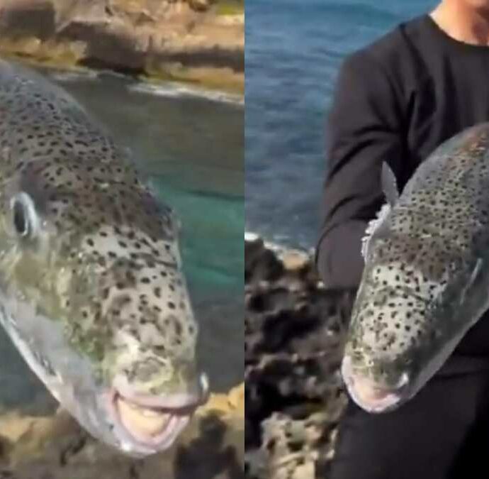 “Se uno di loro ti morde ti stacca un dito. Non lasciano nulla dietro di se”: è allarme per il pesce palla velenoso Lagocephalus sceleratus, il nuovo incubo del Mediterraneo