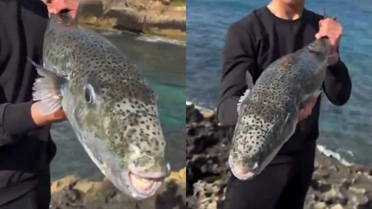 “Se uno di loro ti morde ti stacca un dito. Non lasciano nulla dietro di se”: è allarme per il pesce palla velenoso Lagocephalus sceleratus, il nuovo incubo del Mediterraneo