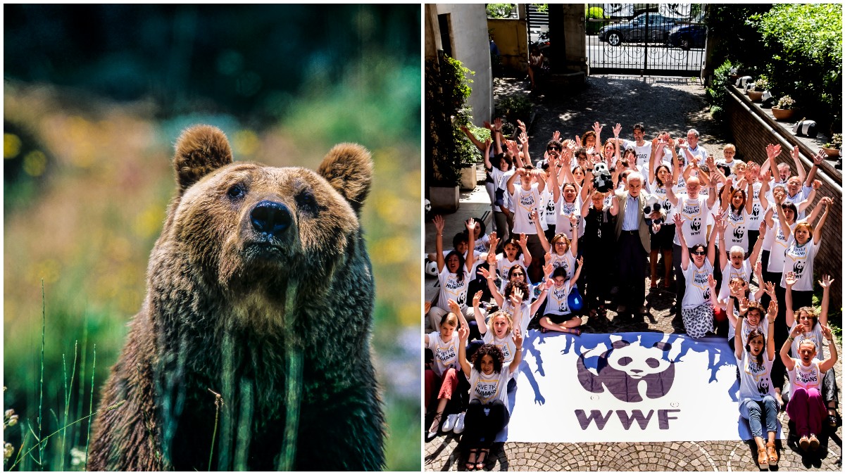 la sfida del wwf oggi 232 il clima ma sulla tutela della natura stiamo facendo passi indietro il ddl caccia allucinante da Ilfattoquotidiano.it la sfida del wwf oggi 232 il clima ma sulla tutela della natura stiamo facendo passi indietro il ddl caccia allucinante