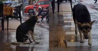 Copertina di “L’ho riconosciuto in un video sotto la pioggia”: famiglia ritrova il cane scomparso da otto mesi, grazie a una clip diventata virale sui social