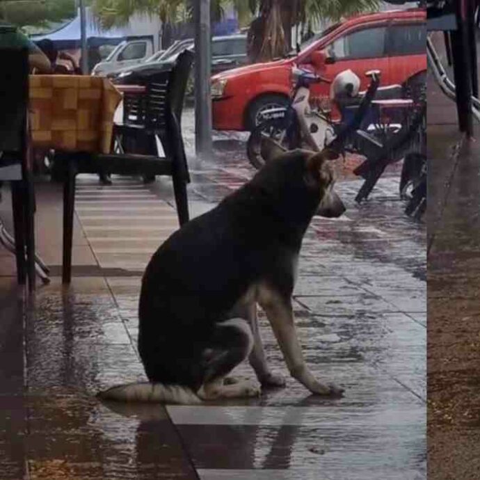 “L’ho riconosciuto in un video sotto la pioggia”: famiglia ritrova il cane scomparso da otto mesi, grazie a una clip diventata virale sui social