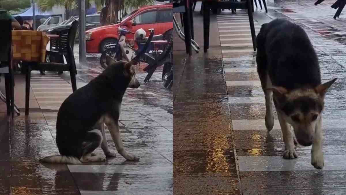 “L’ho riconosciuto in un video sotto la pioggia”: famiglia ritrova il cane scomparso da otto mesi, grazie a una clip diventata virale sui social