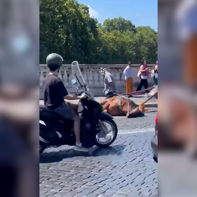 Cavallo stramazza a terra a Roma: “È scivolato”. Polemica sulle botticelle per i turisti: “Segno di inciviltà” – Video