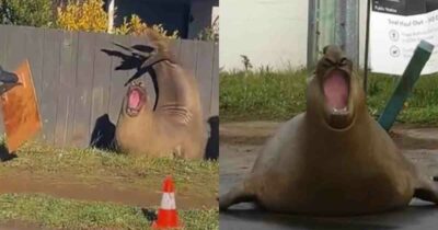 Copertina di “C’è il rischio concreto di amarlo a morte”: ha un milione e mezzo di follower, blocca il traffico e sfonda recinzioni: il caso di Neil, la foca elefante che preoccupa la Tasmania
